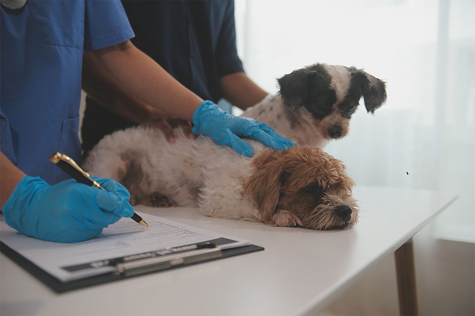 NASC conference report: Pet supplement claims hinge upon rigorous, clinical studies