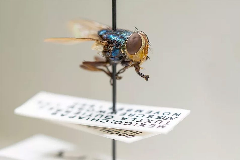 New World screwworm online course introduced as part of response efforts