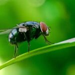 Michigan works to protect state from New World screwworm