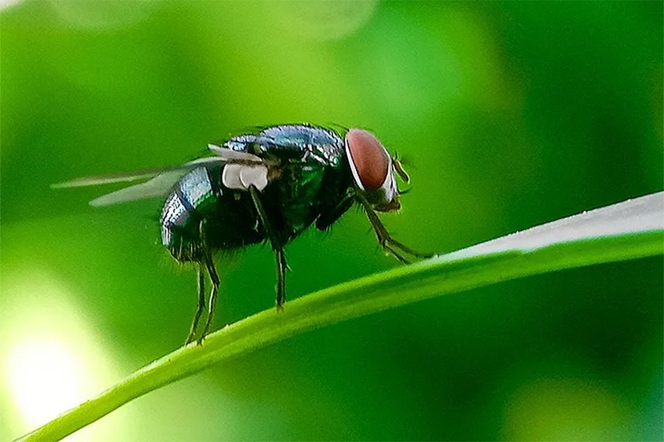 Michigan works to protect state from New World screwworm