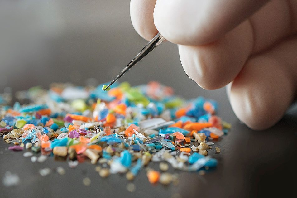 Study finds microplastics in 76% of tested commercial pet food