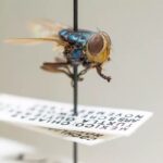 UN agencies invest $1 million to bolster New World screwworm response