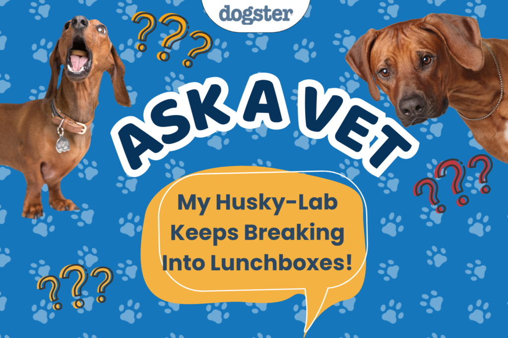 Ask Dr. Paola – My Husky-Lab Keeps Breaking Into Lunchboxes! (July 27, 2026) — Dogster