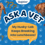 Ask Dr. Paola – My Husky-Lab Keeps Breaking Into Lunchboxes! (July 27, 2026) — Dogster
