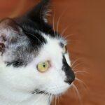 Home Remedy For Ear Mites in Cats