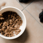 How to Transition a Dog to New Food?