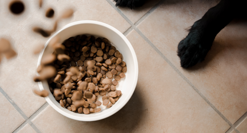 How to Transition a Dog to New Food?