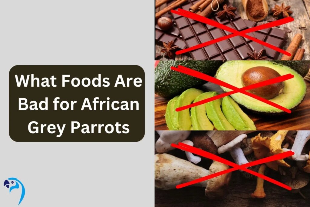 What Foods Are Bad for African Grey Parrots?