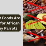 What Foods Are Bad for African Grey Parrots?