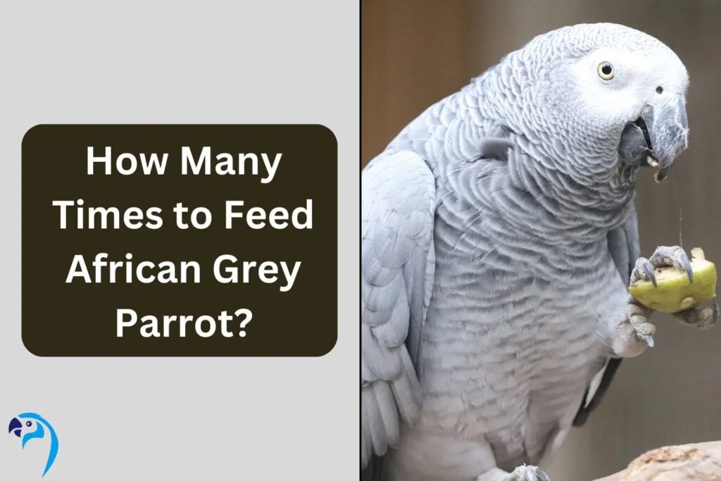 How Many Times to Feed African Grey Parrot?