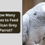 How Many Times to Feed African Grey Parrot?