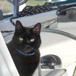 How to Sail with a Cat (The Ultimate Guide)