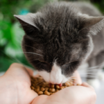 Why Do Cats Lick You? What Your Cat’s Grooming Behavior Really Means