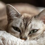 Home Remedies for Cat Colds