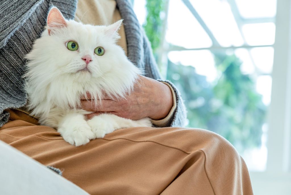 Home Remedies for Deworming Cats