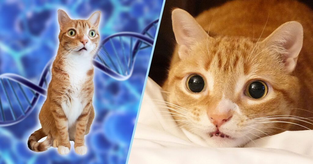 Biologically Speaking, Cats Are the Perfect Creatures