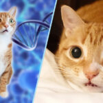 Biologically Speaking, Cats Are the Perfect Creatures