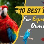 10 Best Birds For Experienced Bird Owners