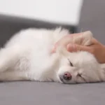 The Closest Thing to a Reset Button for Tired Pups