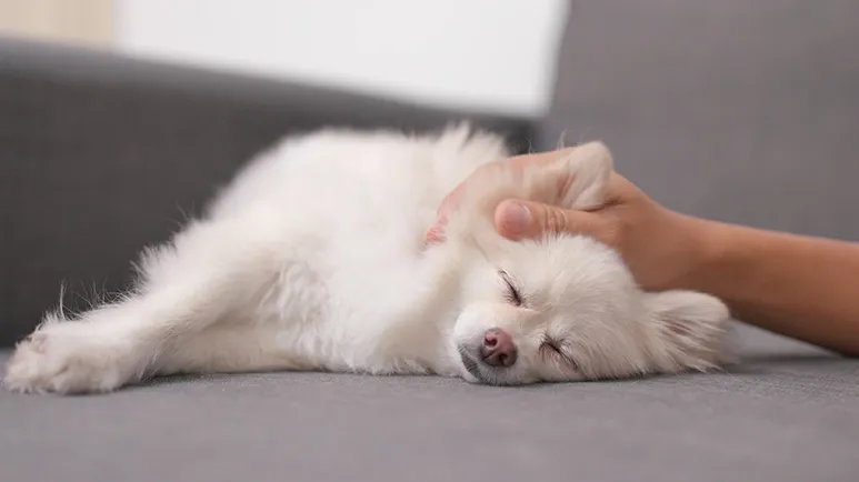 The Closest Thing to a Reset Button for Tired Pups
