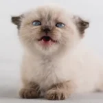 10 Cat Care Tips New Owners Want to Know, but Are Afraid to Ask