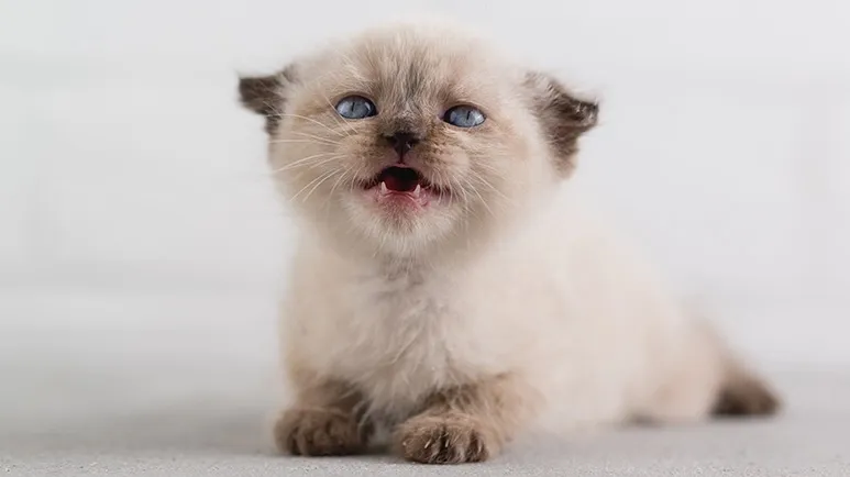 10 Cat Care Tips New Owners Want to Know, but Are Afraid to Ask