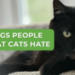 10 Things People Do That Cats Hate