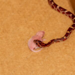 Feeding Pinky Mice to Our Baby Corn Snake