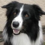 What is the average attention span of a dog? Essential Tips – KeepingDog