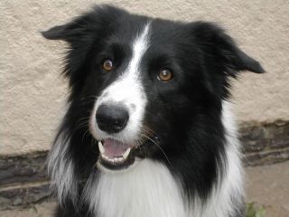 What is the average attention span of a dog? Essential Tips – KeepingDog