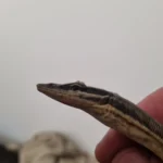 Help sexing an 11 months old varanus glauteri