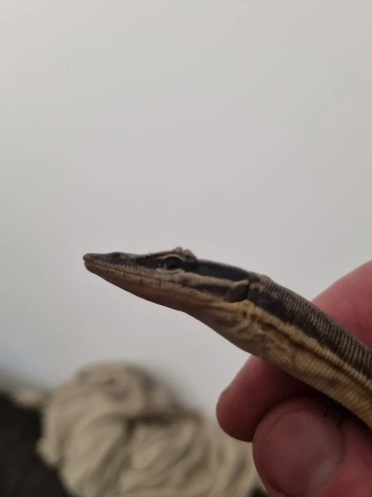 Help sexing an 11 months old varanus glauteri