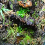 Which species would enjoy? Pics attached
