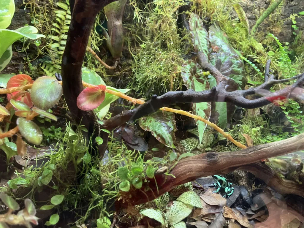 Recommendations for small vining plants that don't mind wetness