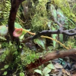 Recommendations for small vining plants that don't mind wetness