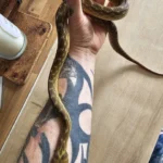 Adult female gold madagascan cat snake