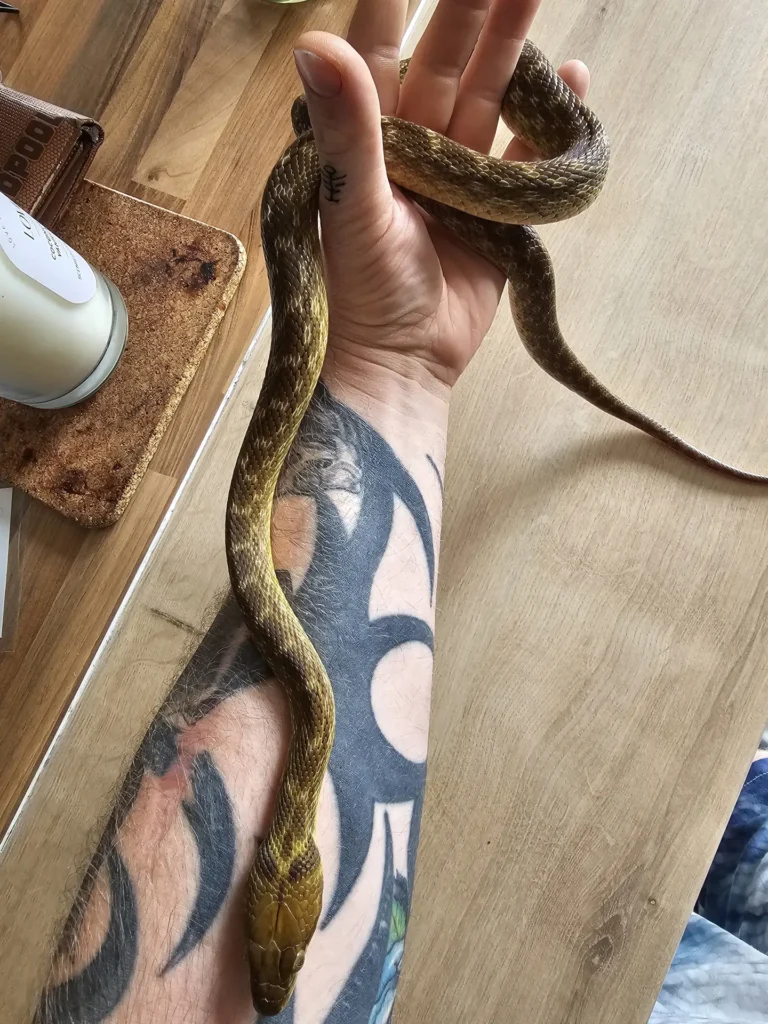 Adult female gold madagascan cat snake