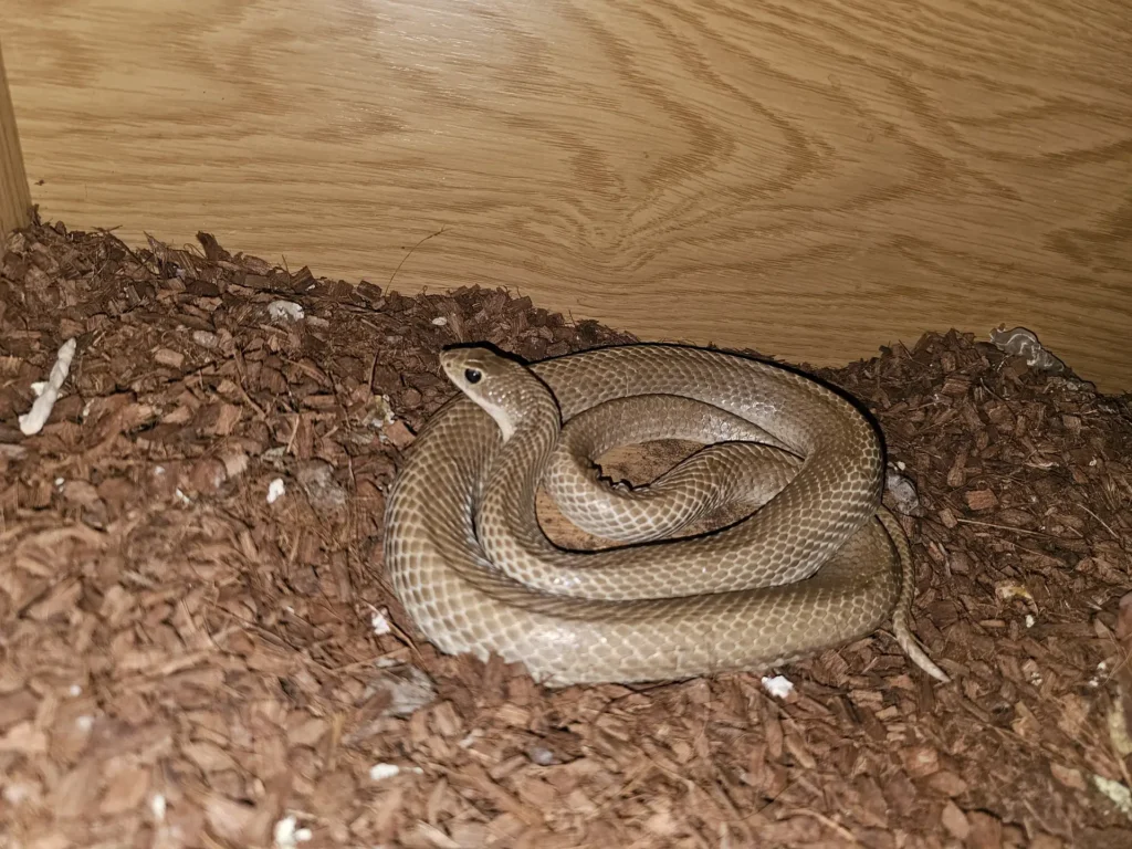 Adult male LTC malagasy blonde hognose