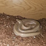 Adult male LTC malagasy blonde hognose
