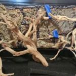 Wood placement for auratus