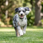 Aussiedoodle Health Issues: A Vet Guide to Risks