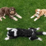 Aussiedoodle Size: Toy, Mini, Medium & Standard