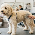 Labradoodle Grooming: Coat Care, Shedding & Clips