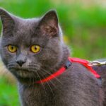 How to Harness Train a Cat