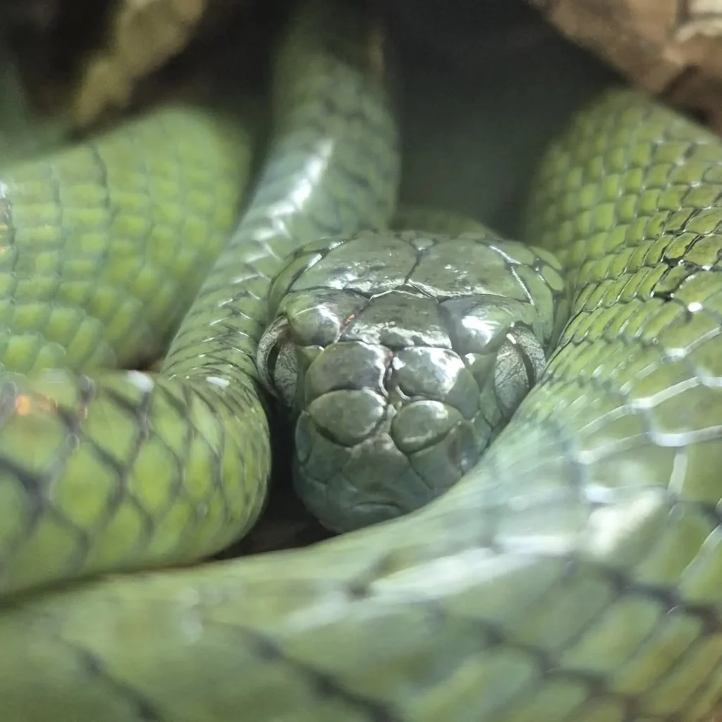 Proven Boiga Cyanea Pair