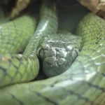 Proven Boiga Cyanea Pair