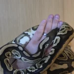 CB22 Black Pastel het Clown ♀️