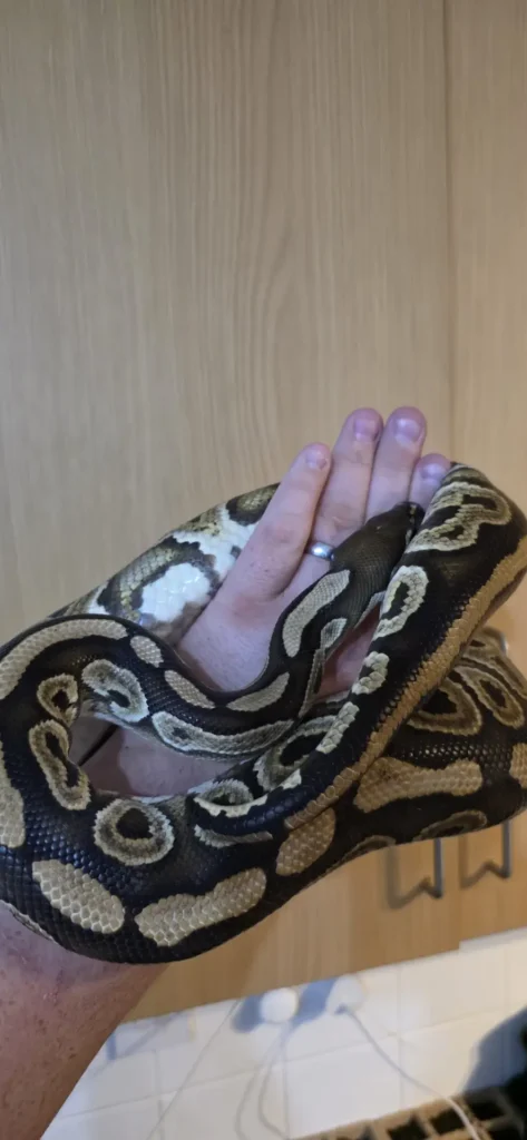 CB22 Black Pastel het Clown ♀️