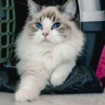 The Top 10 Cat Carriers for Large-XL Cats