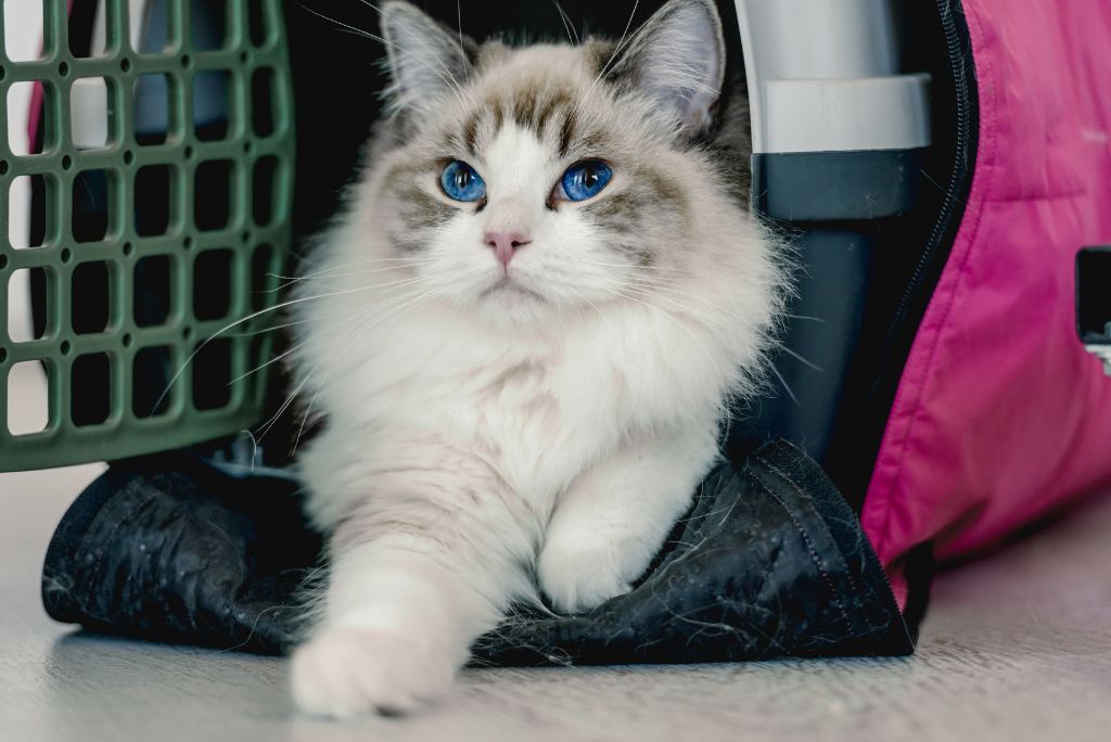 The Top 10 Cat Carriers for Large-XL Cats